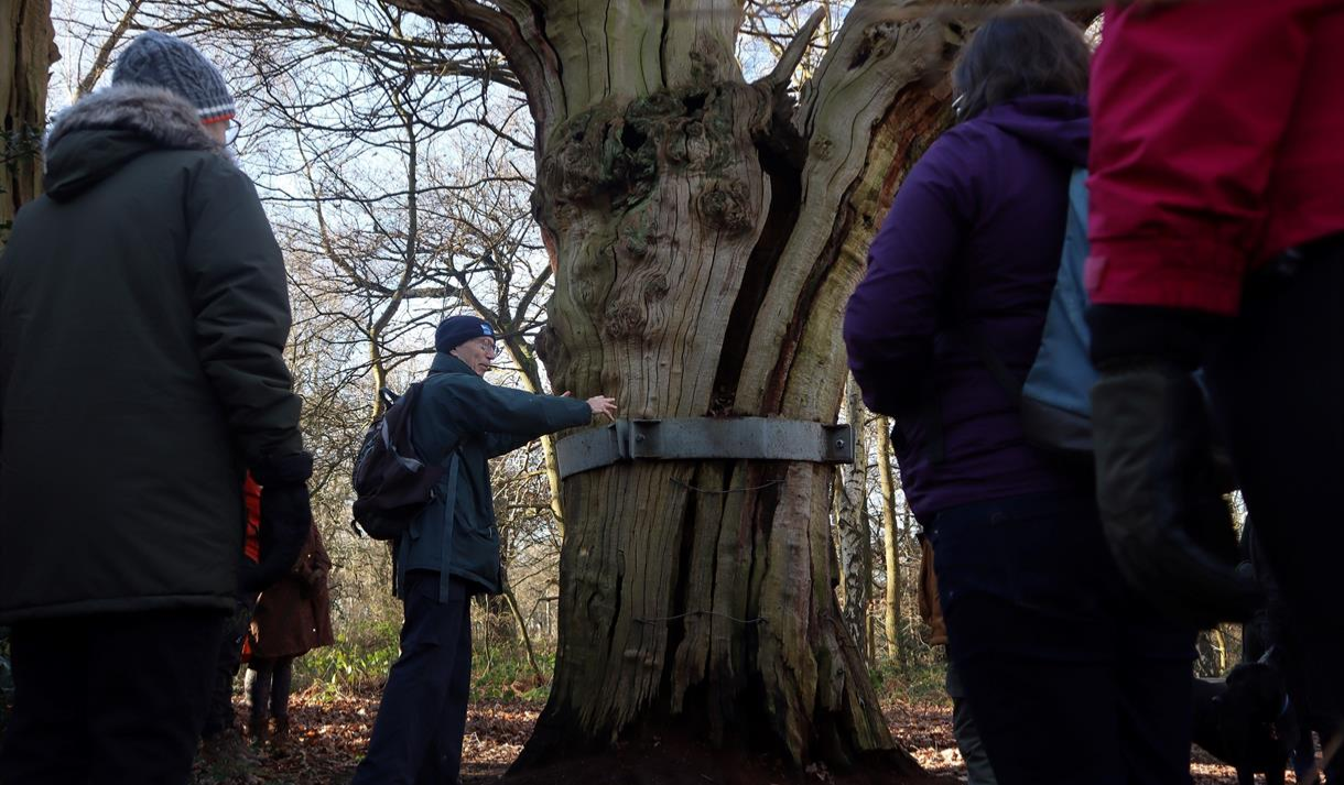 Winter Tree Identification Walk Sherwood Forest